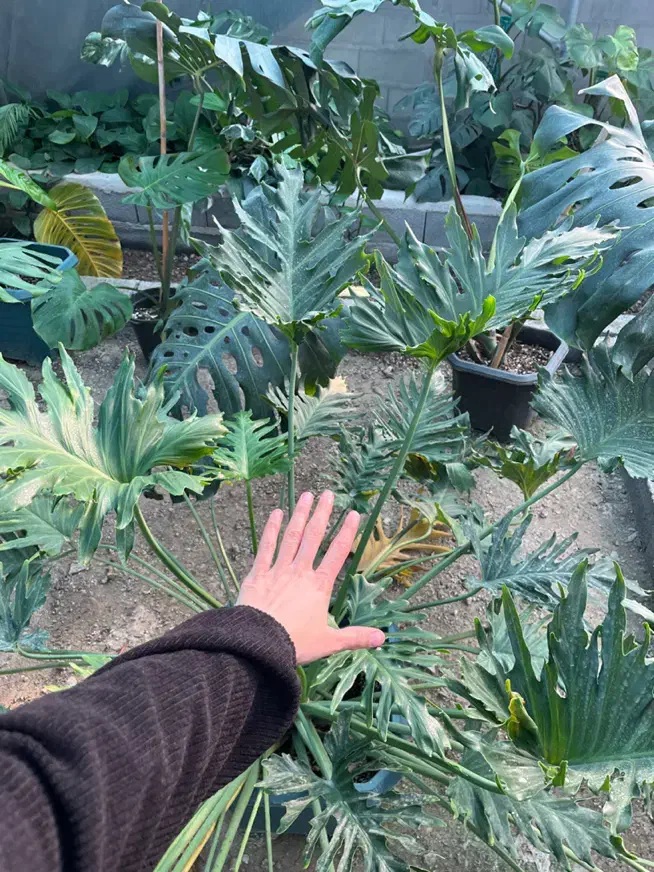 فروش گل اپارتمانی باتخفیف به مناسبت روز مادر|گل و گیاه طبیعی|قائم‌شهر, |دیوار