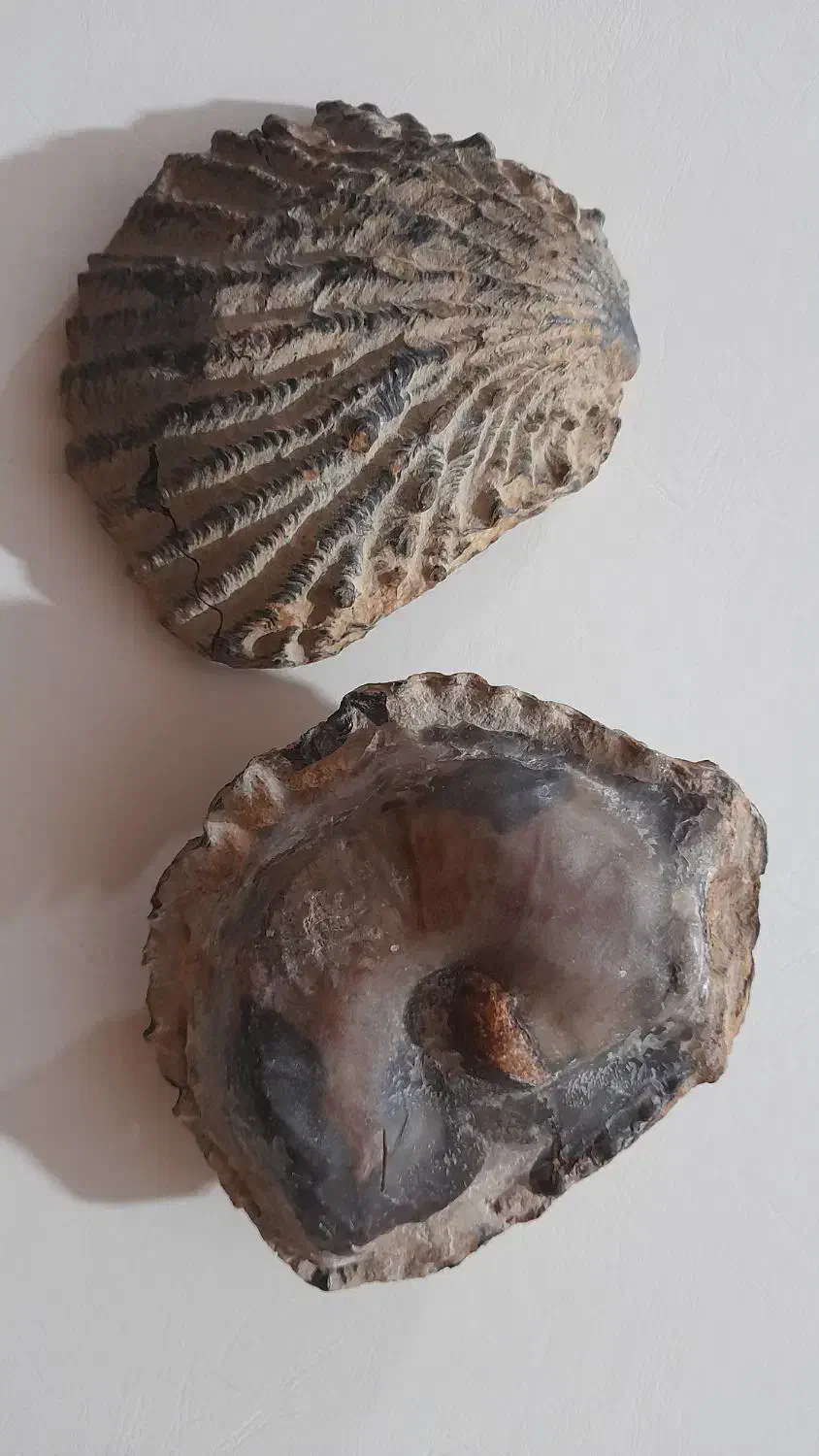 فسیل دوکفه ای|کلکسیون اشیاء عتیقه|چگنی, |دیوار