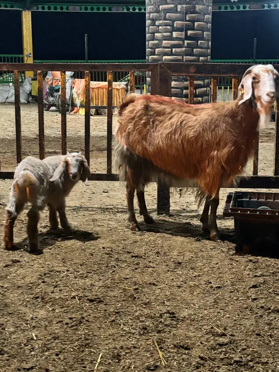 بزغاله نر با مادر|حیوانات مزرعه|خوش‌رودپی, |دیوار
