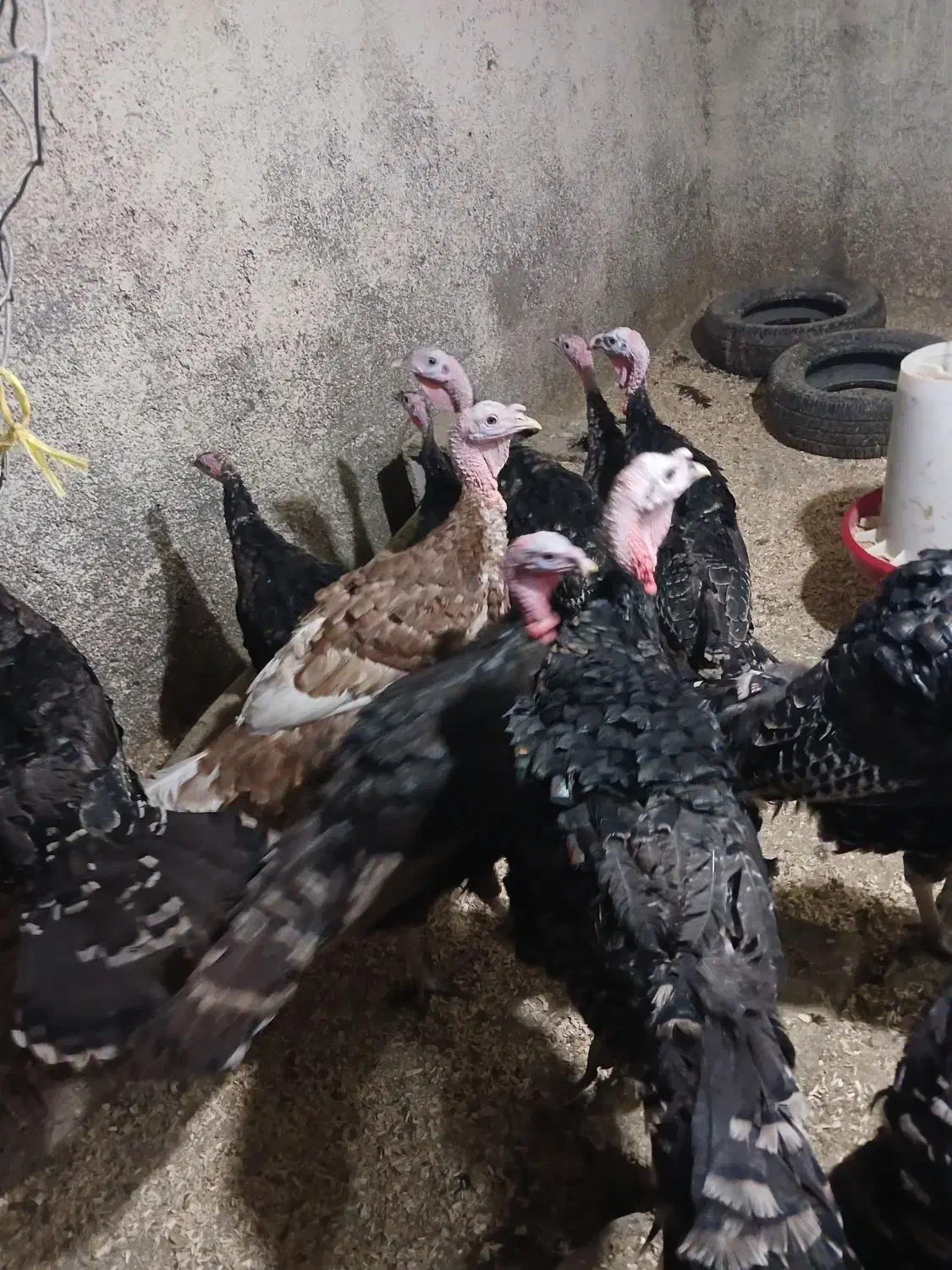 بوقلمون چهار ماهه|حیوانات مزرعه|همدان, |دیوار