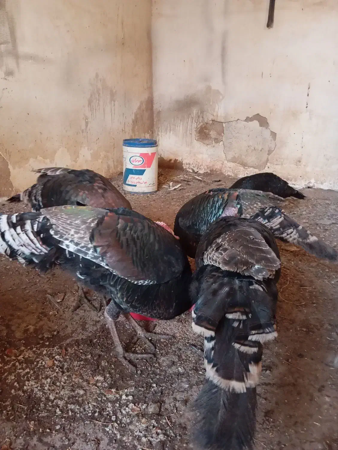 بوقلمون محلی طبیعی|حیوانات مزرعه|اردبیل, |دیوار