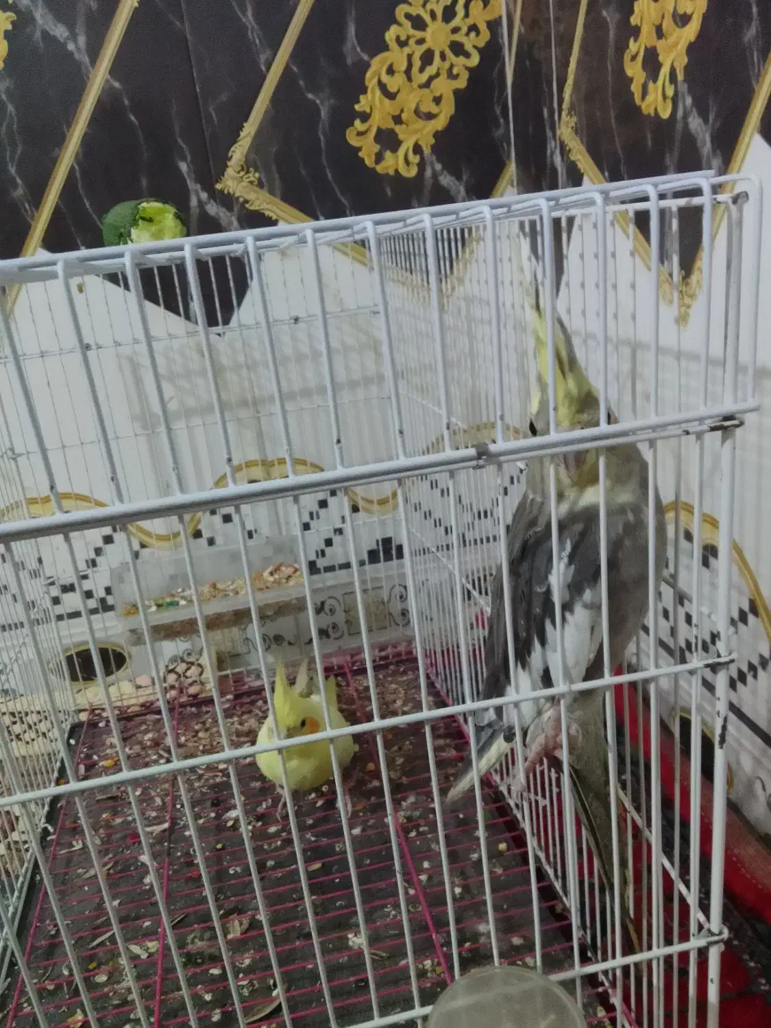 عروس هلندی|پرنده|زهک, |دیوار