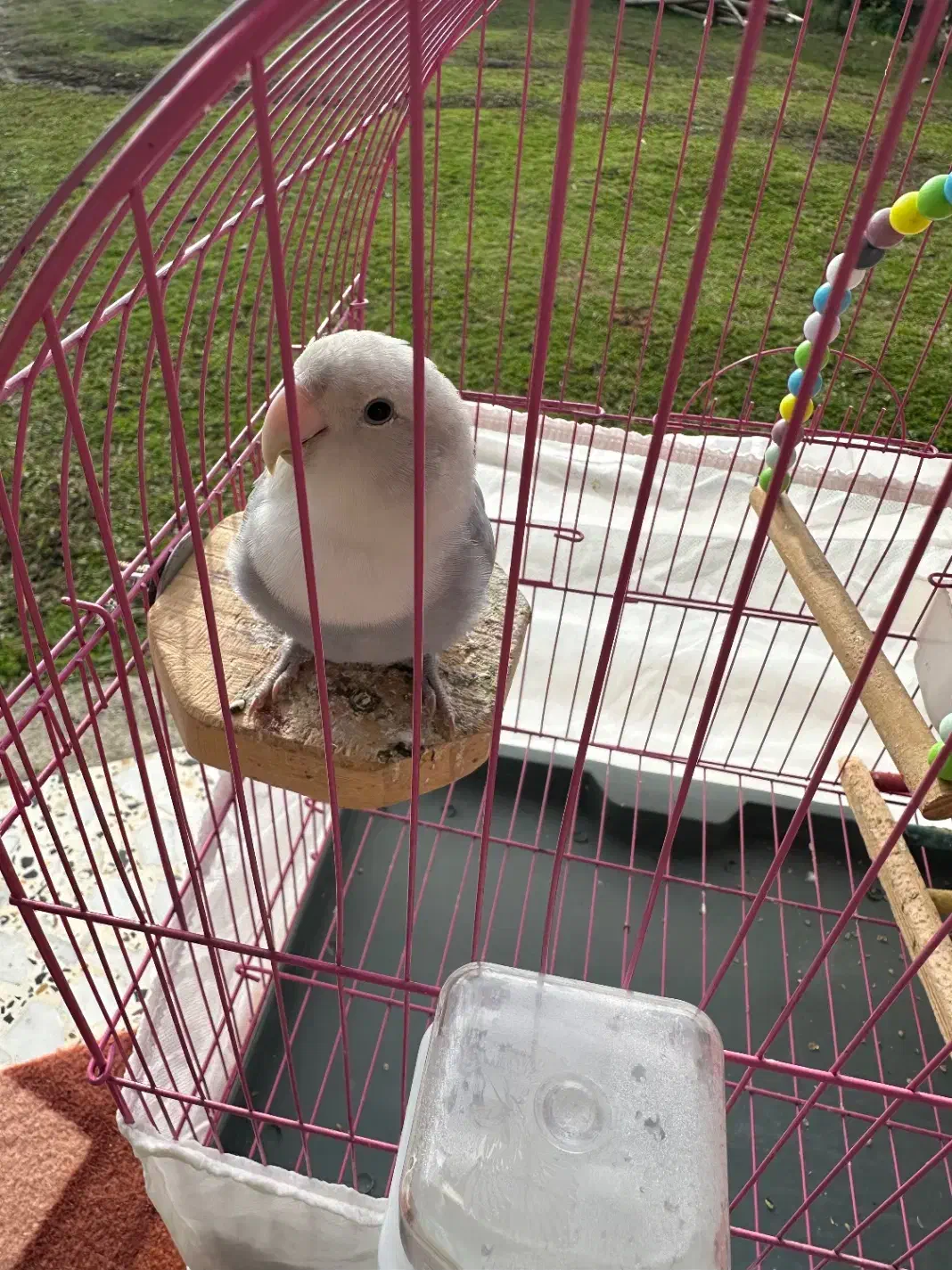 طوطی برزیلی|پرنده|رضوانشهر, |دیوار