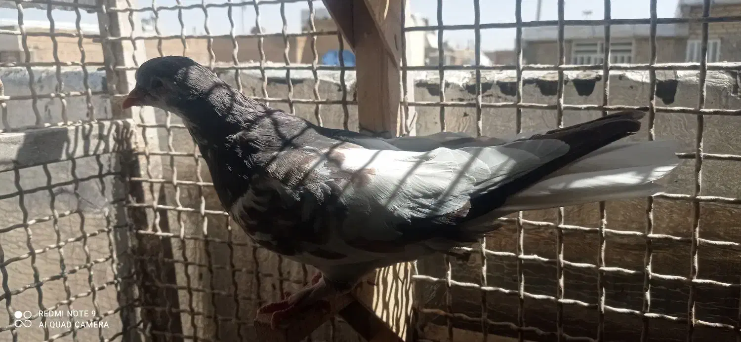 ماده یال و سرور|پرنده|شیراز, کوزه گری|دیوار