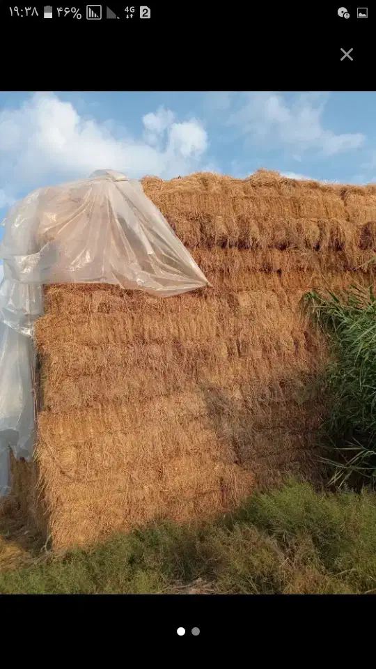 کاه شالی کمل|حیوانات مزرعه|مینودشت, |دیوار