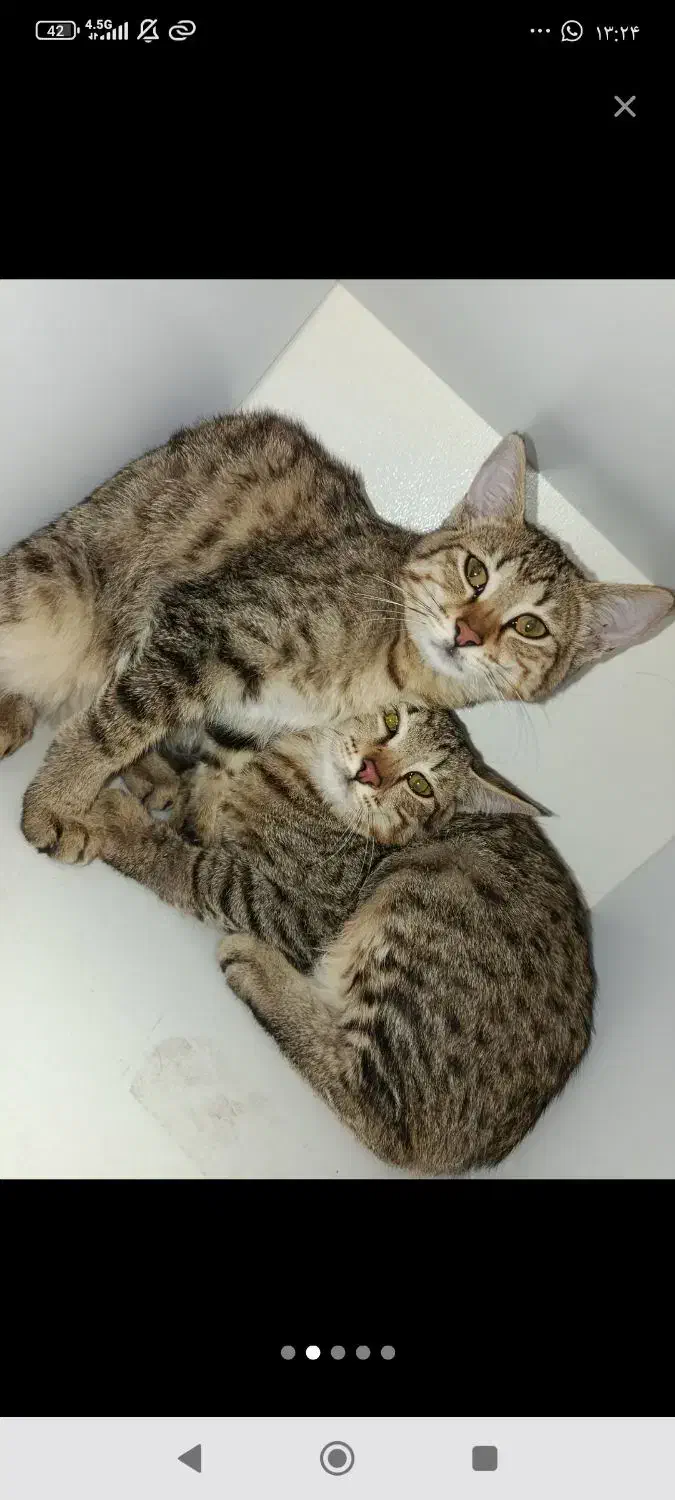 گربه|گربه|داراب, |دیوار