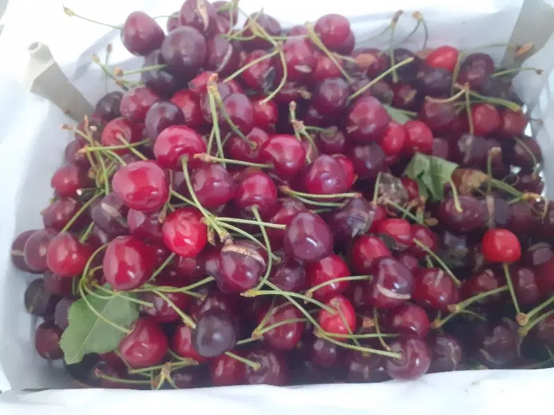 گیلاس|خوردنی و آشامیدنی|شیروان (خراسان), |دیوار
