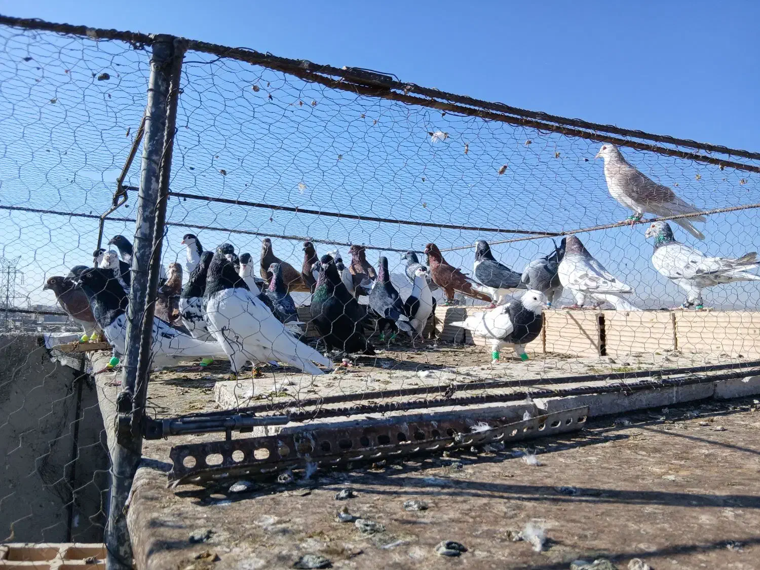 کبوتر پرشی|پرنده|تربت‌حیدریه, ۴۵ متری|دیوار