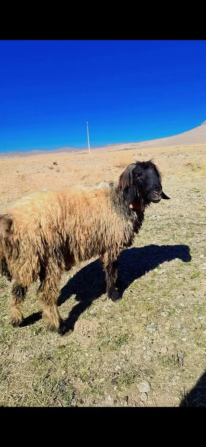 شیشک قوچ|حیوانات مزرعه|فرخ‌شهر, |دیوار