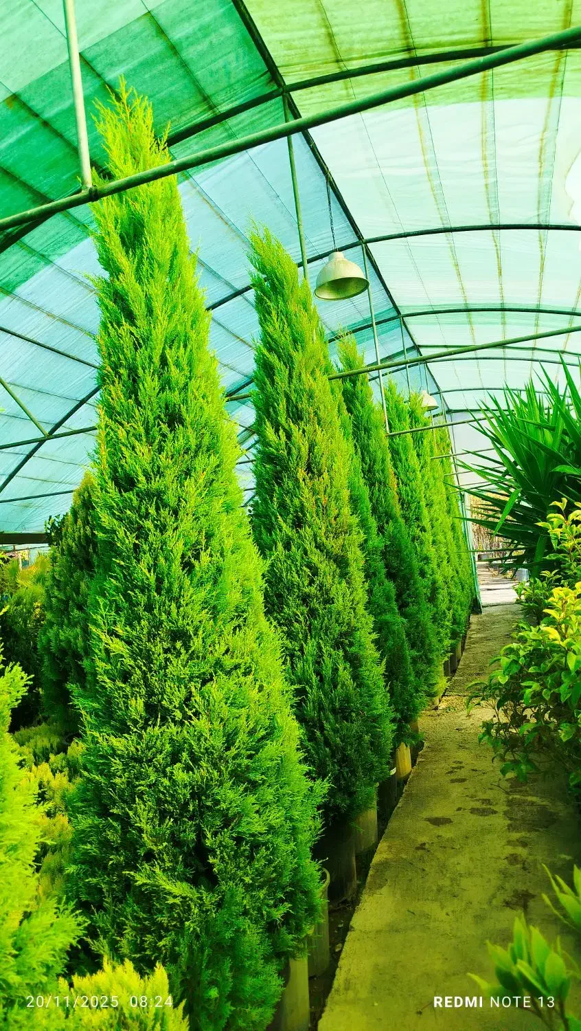 خدمات باغبانی وهرس کاری و تعویض خاک گلدان|خدمات باغبانی و درختکاری|تهران, تهرانسر مرکزی|دیوار