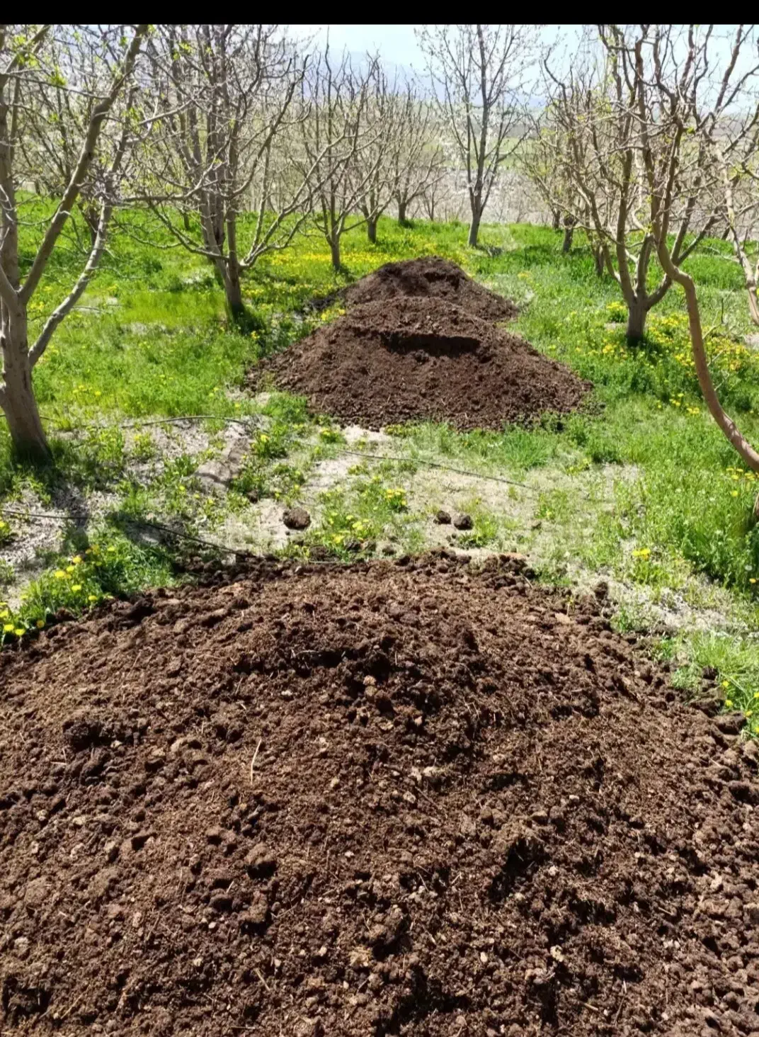 کود|خدمات باغبانی و درختکاری|اهر, |دیوار