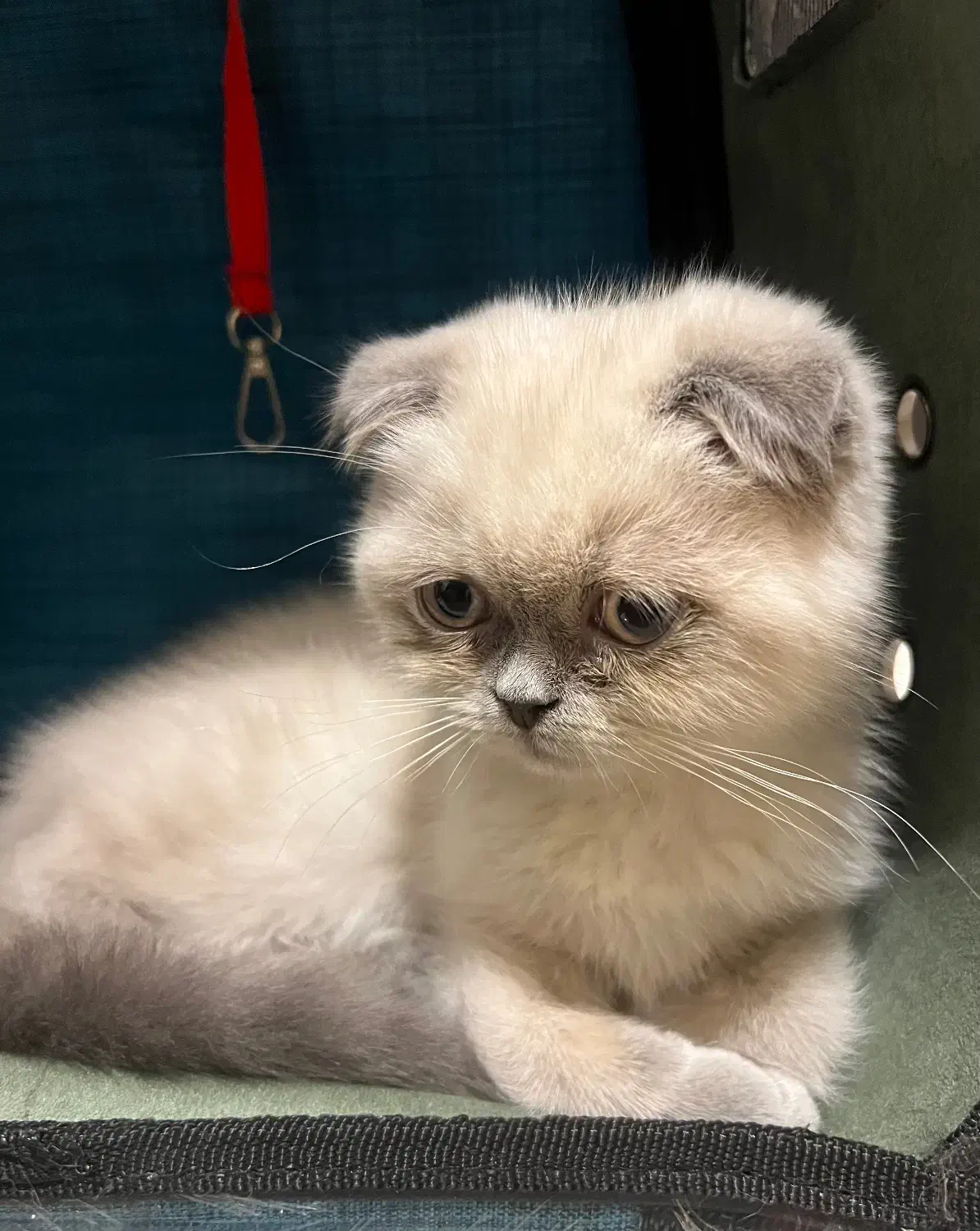 فروش فوری گربه اسکاتیش|گربه|قائمشهر, |دیوار