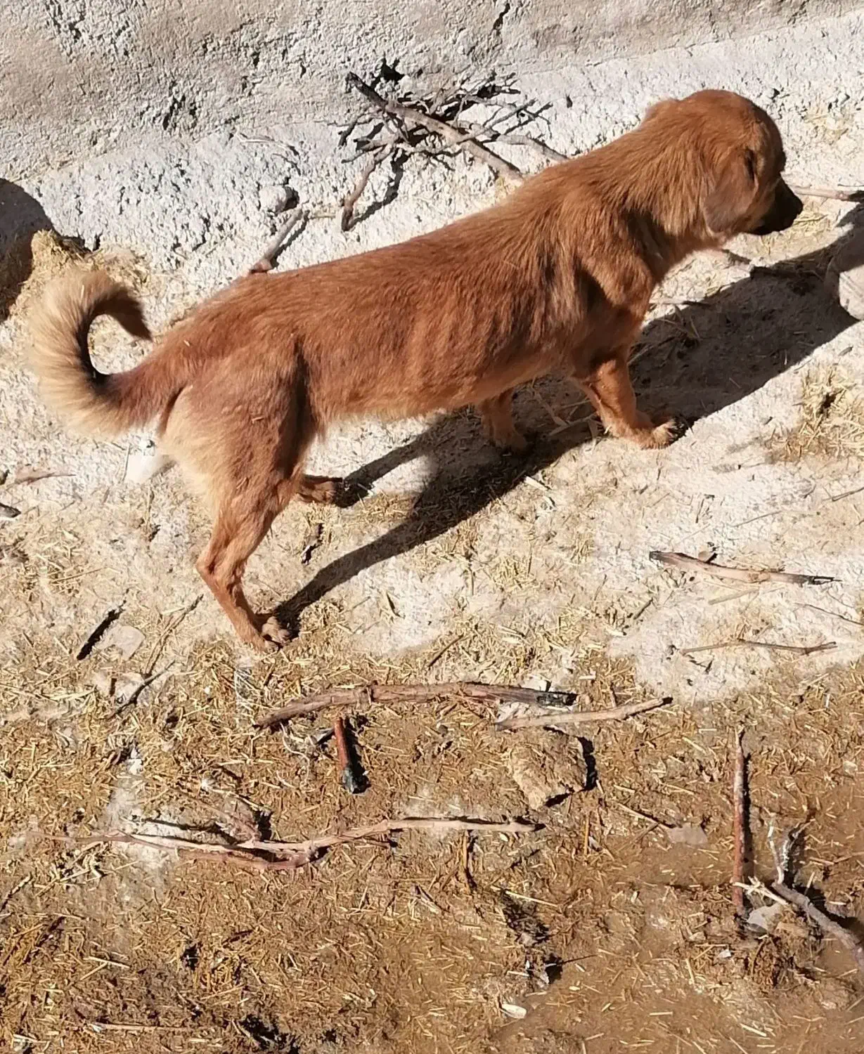 سگ پامر|سگ|کیار, |دیوار