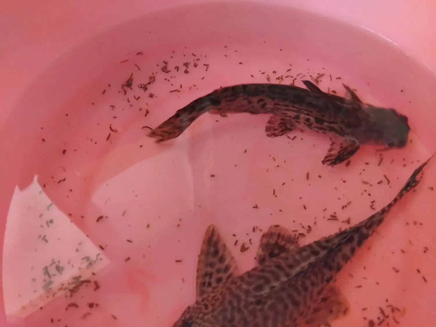 آکواریوم و ماهی|ماهی|کرمان, |دیوار