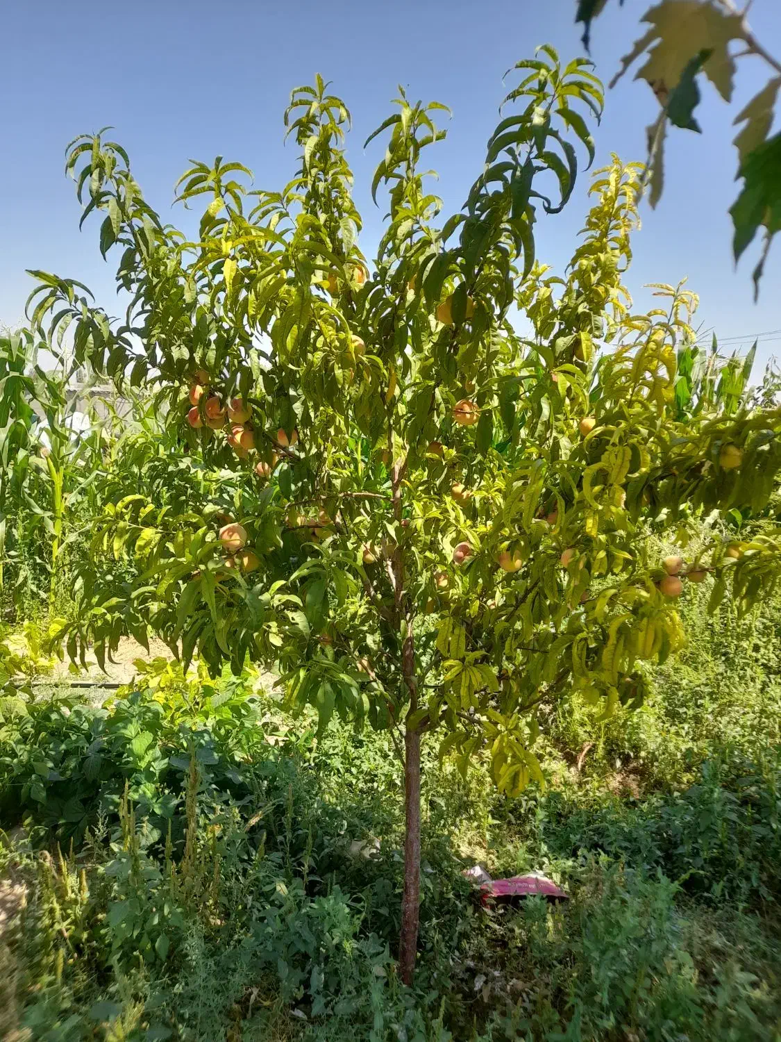 فروش باغ ۲۲۰۰ متر|فروش زمین و ملک کلنگی|بستان آباد, |دیوار
