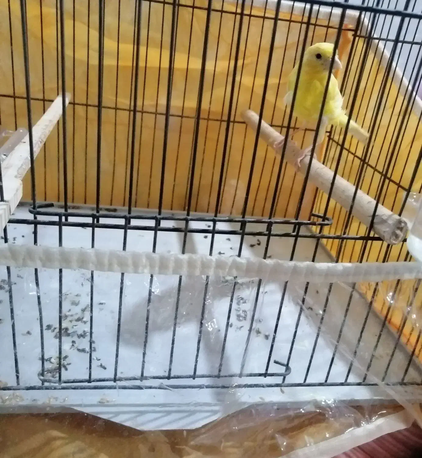 قناری نر سالم|پرنده|تبریز, |دیوار