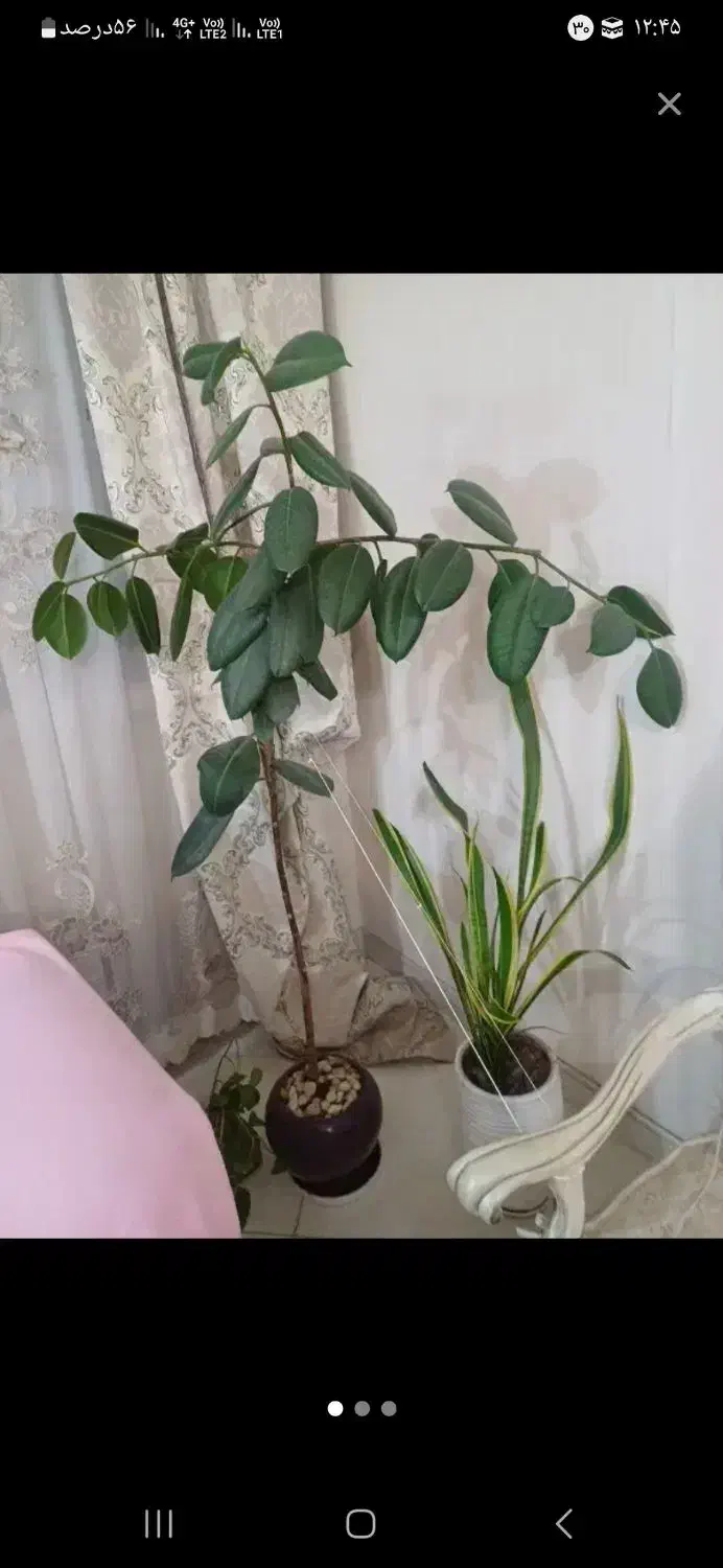 فیکوس سانسوریا|گل و گیاه طبیعی|تهران, جوادیه|دیوار