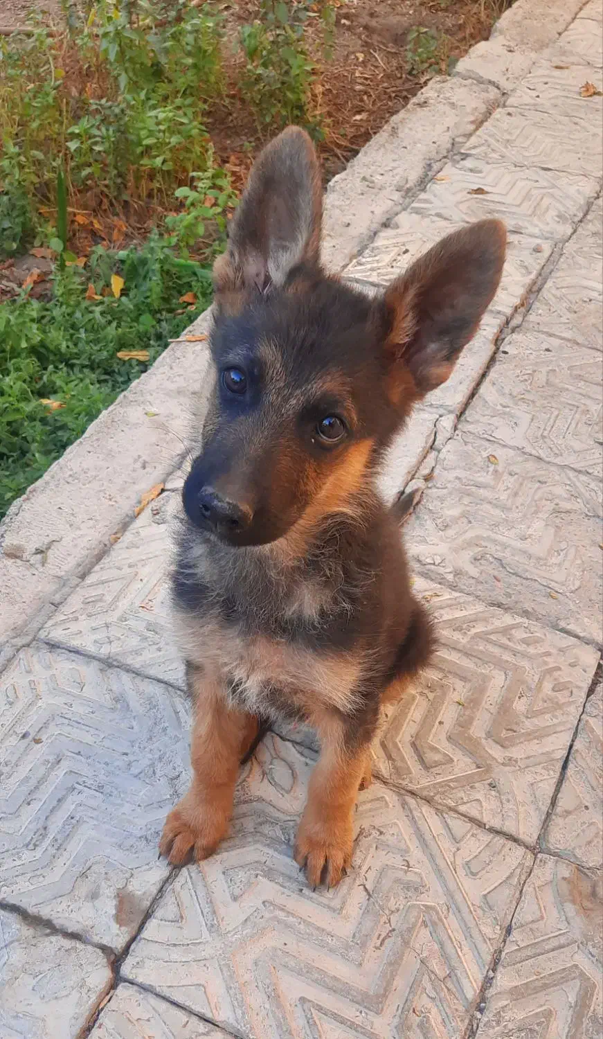 توله ژرمن|سگ|اصفهان, آزادان|دیوار