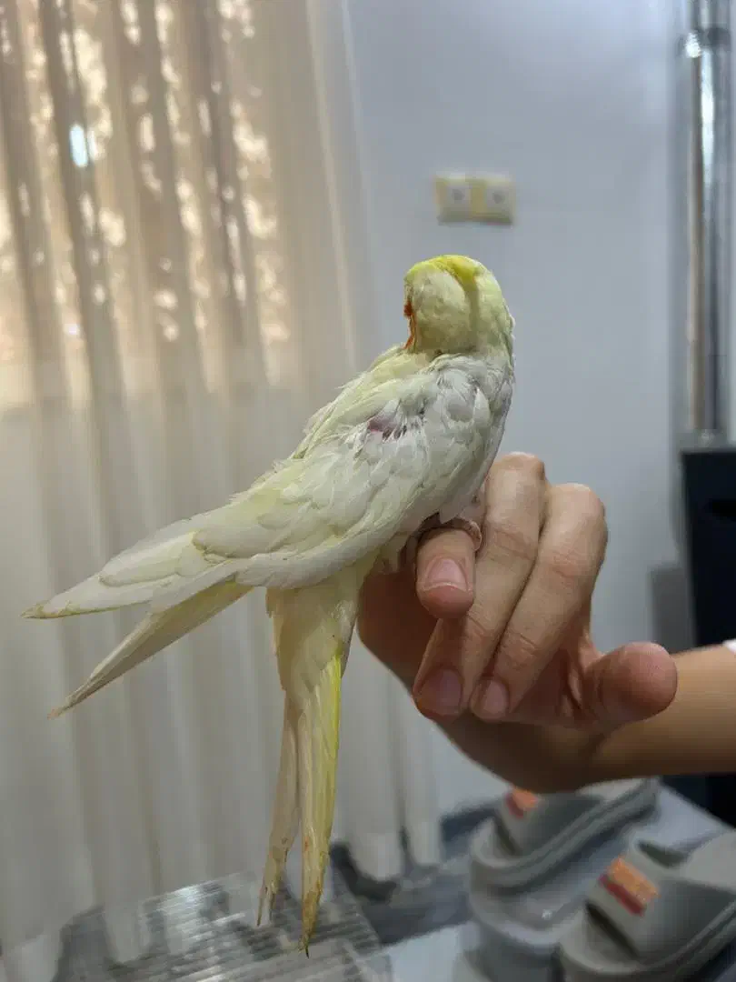 عروس هلندی لوتینو و آهویی|پرنده|کلاردشت, |دیوار