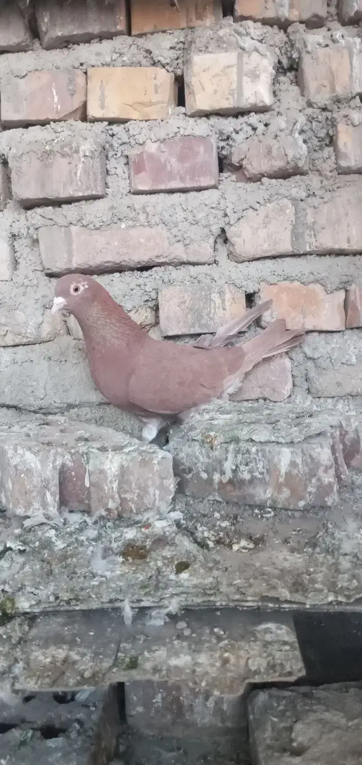 یک جفت سرخ|پرنده|گنبد کاووس, |دیوار