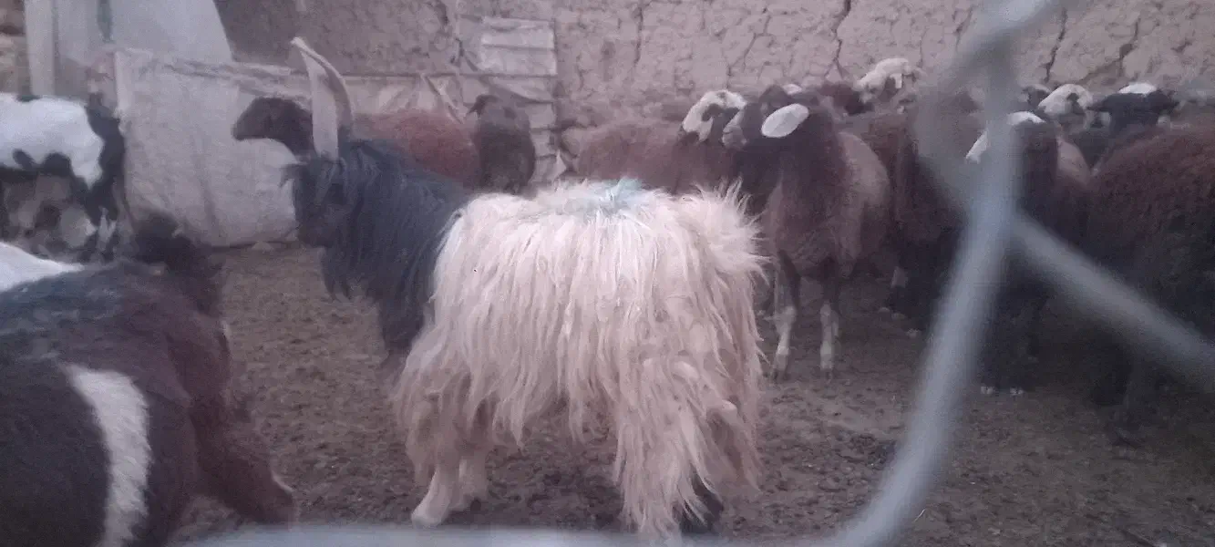 (چکی۱۵تا۳۰روز) قوچ پلنگی ودوبر.بره میش بز فروخته د|حیوانات مزرعه|داران, |دیوار