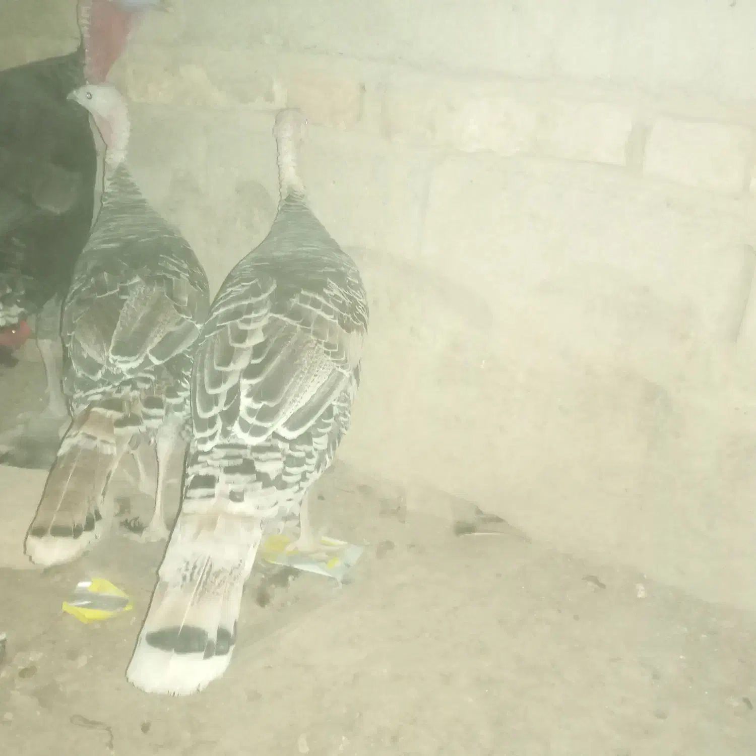 چند عدد بوقلمون سالم|حیوانات مزرعه|زابل, |دیوار