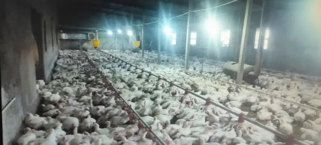 فروش انواع مرغداری|فروش دفتر صنعتی، کشاورزی، تجاری|سبزوار, شهدا|دیوار