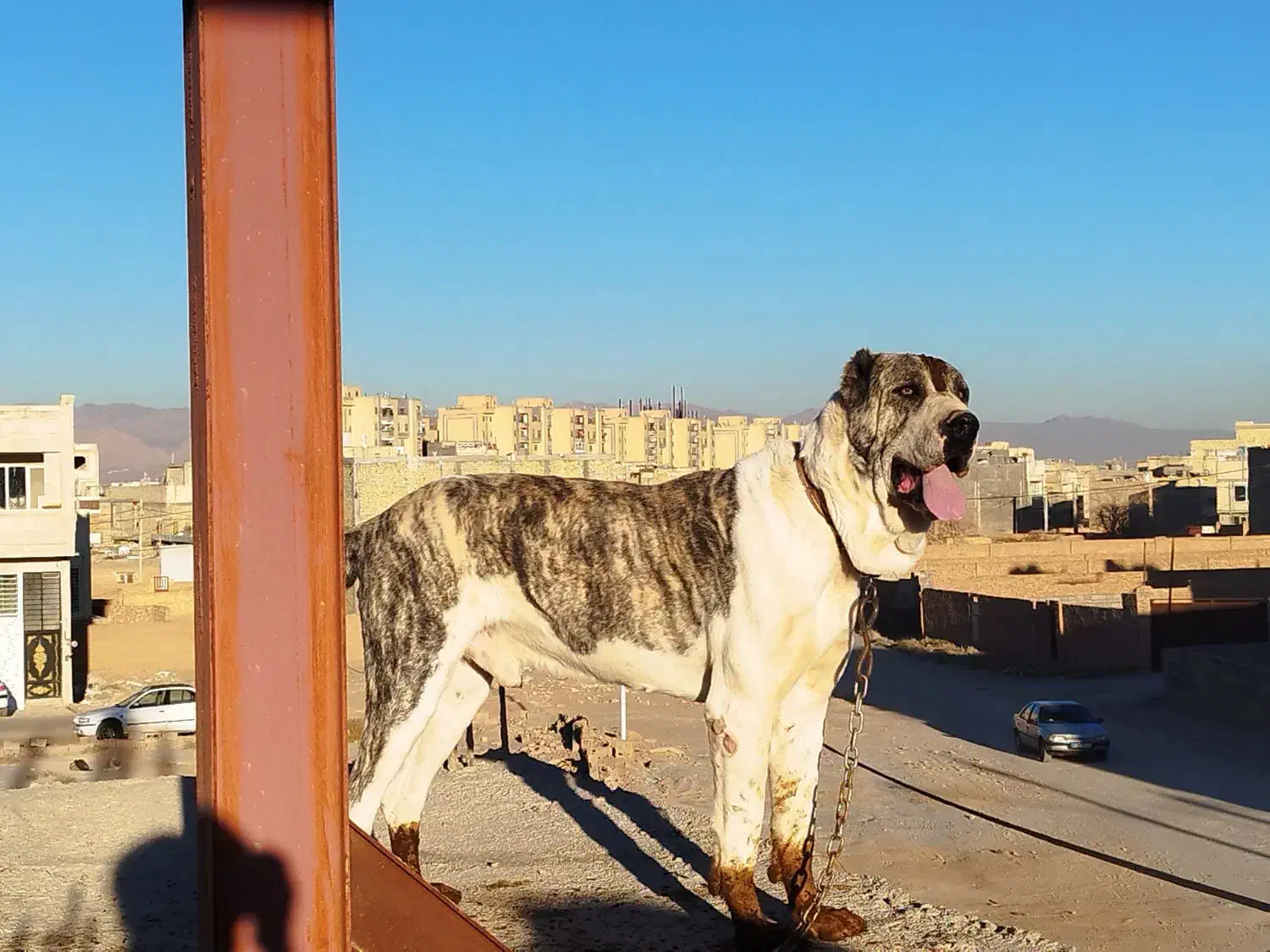 توله خراسانی|سگ|یزد, |دیوار