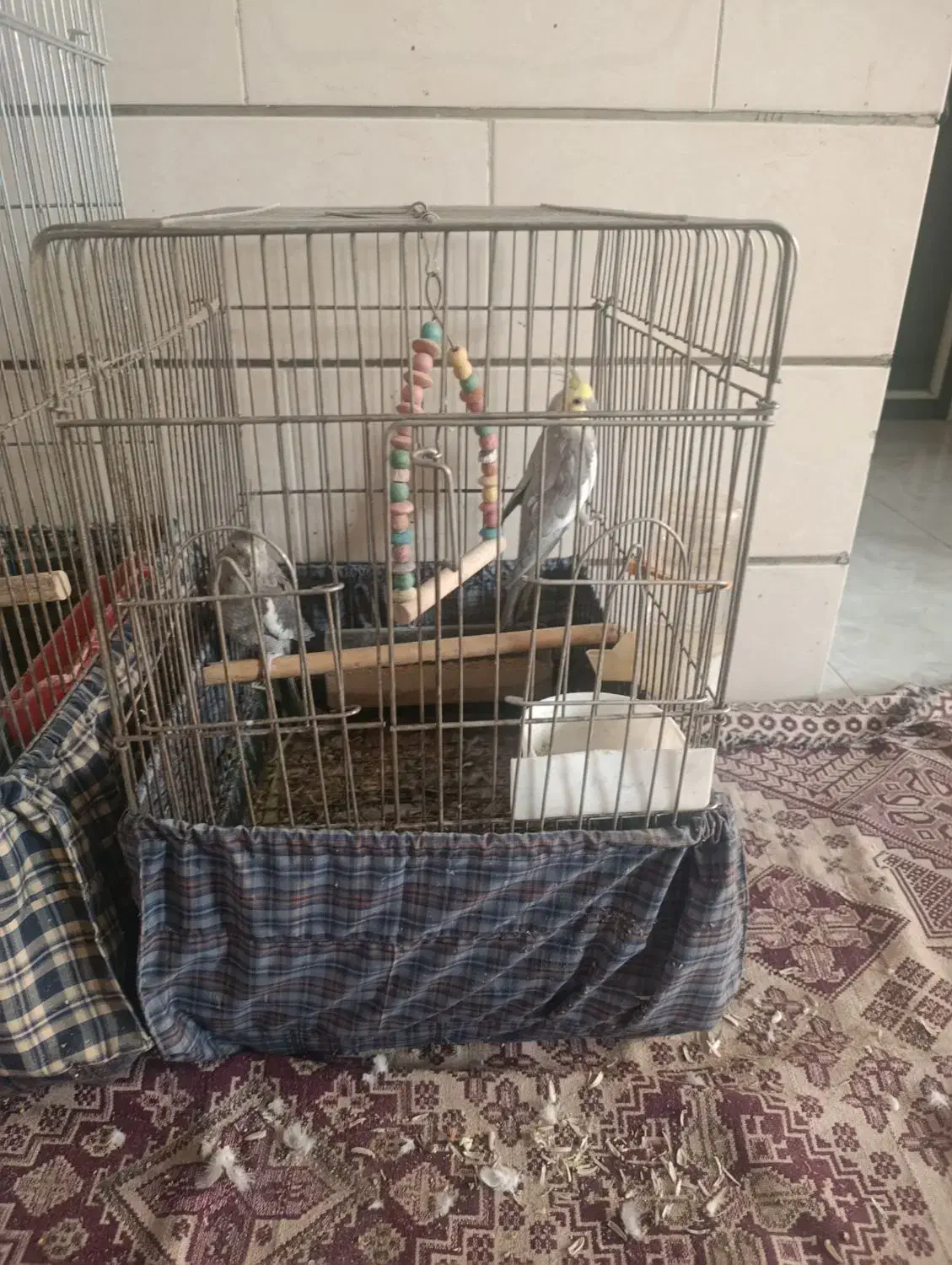 دو جفت عروس هلندی بالغ|پرنده|شیراز, کوشک میدان|دیوار