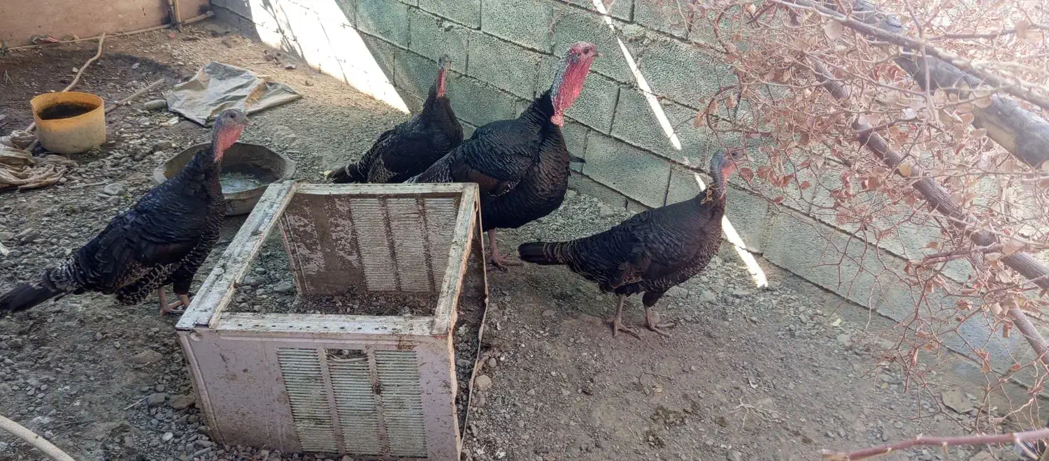 بو قلمون|حیوانات مزرعه|توکهور, |دیوار