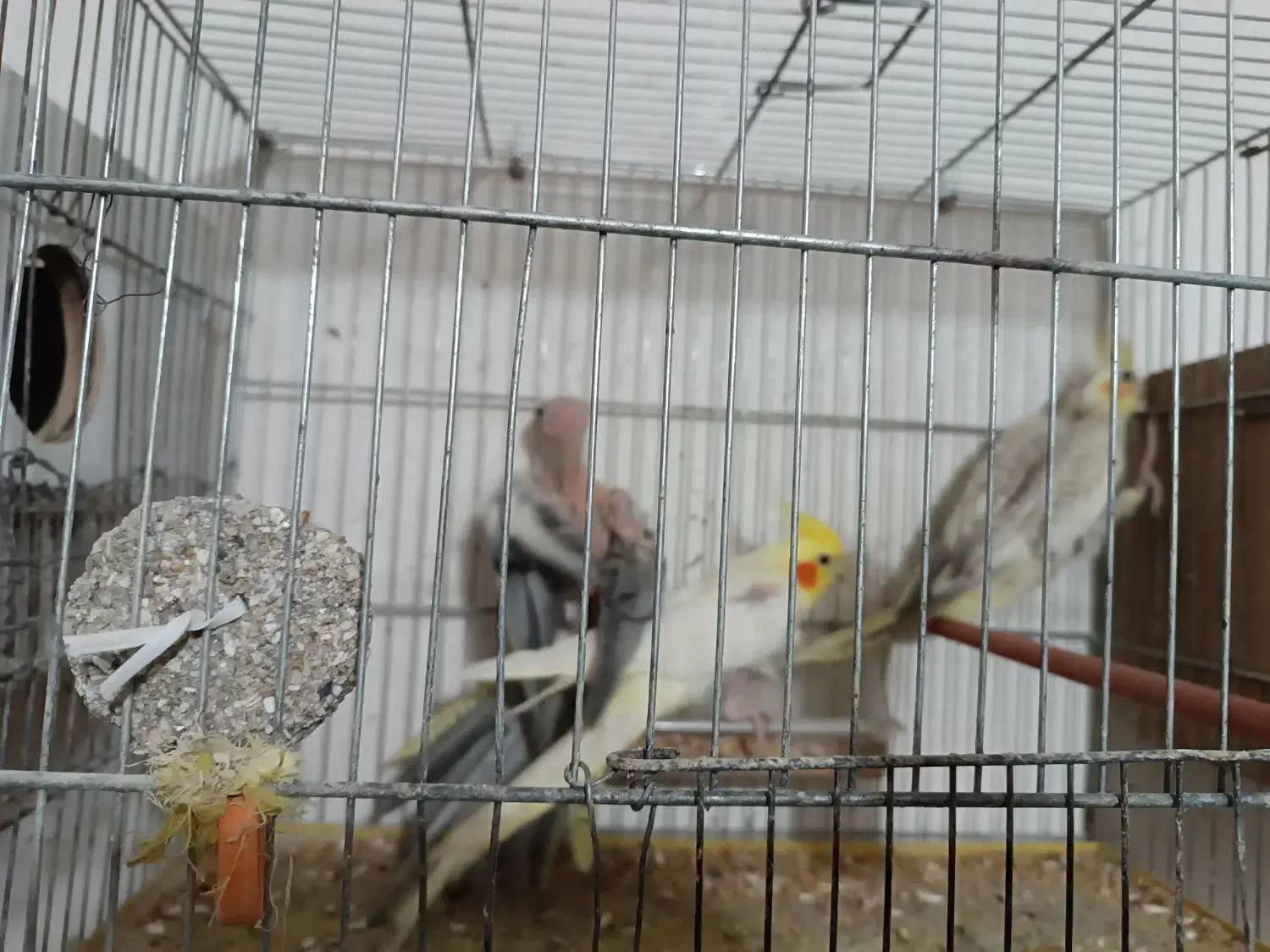 ۲جفت عروس هلندی روی تخم|پرنده|اردبیل, |دیوار