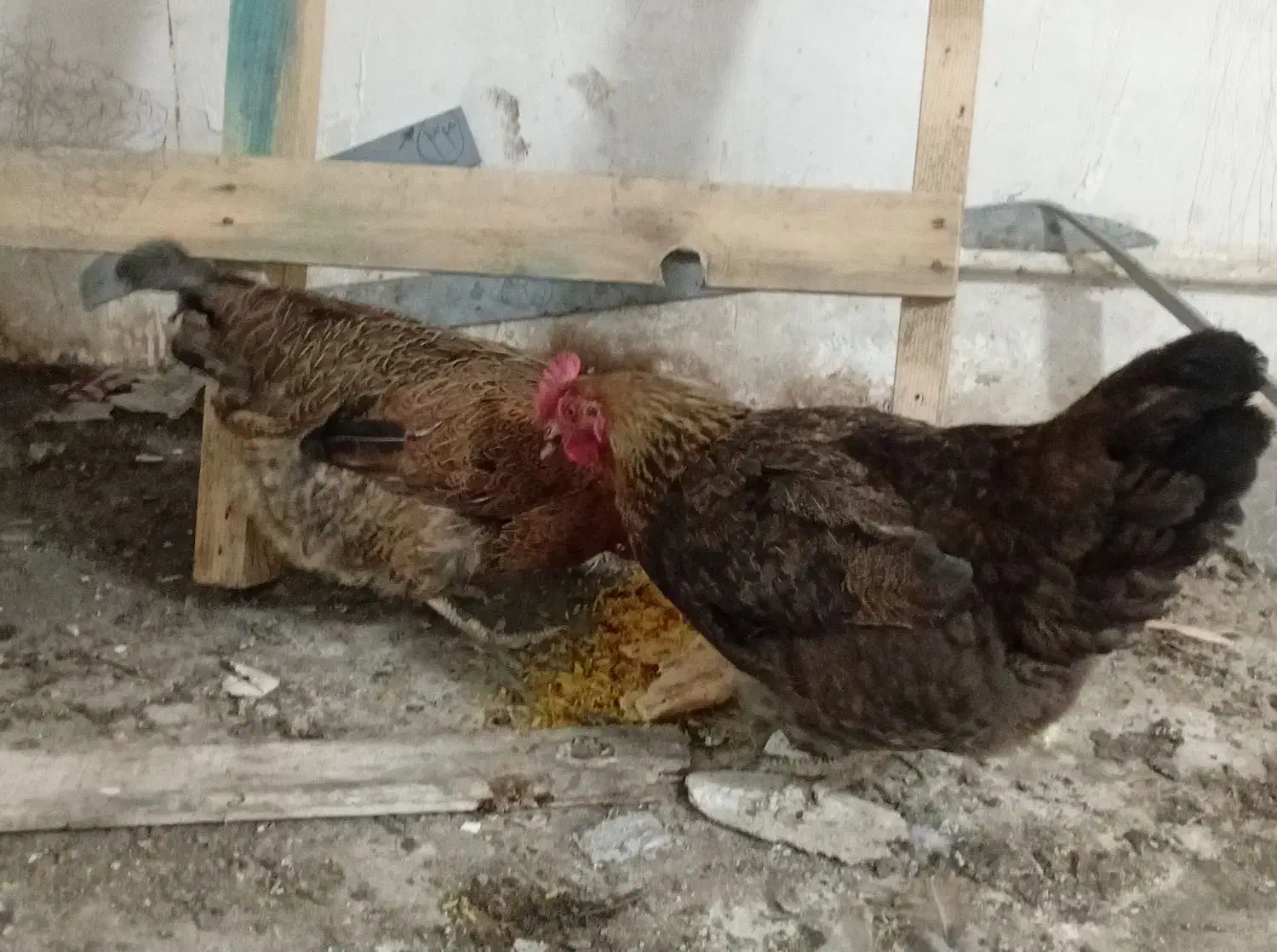 مرغ محلی|حیوانات مزرعه|فیروزکوه, |دیوار