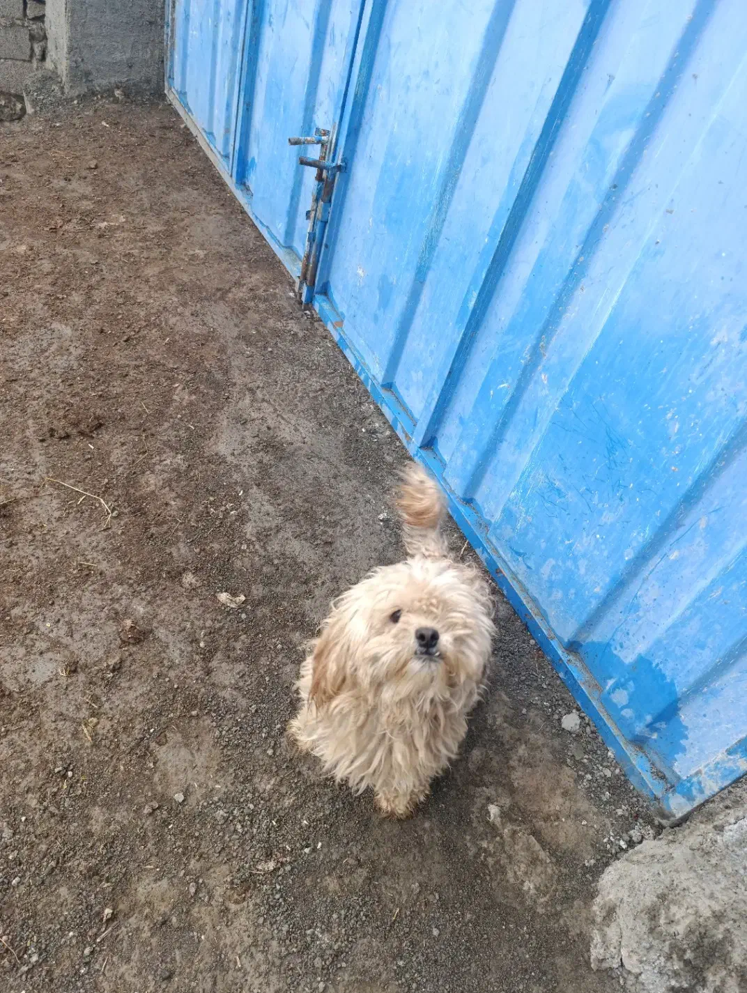 یک سگ پاکوتاه نر و سه تا عروس هلندی یکیش نر|سگ|خوی, |دیوار