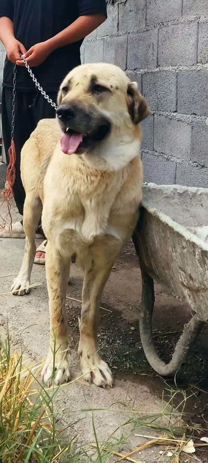 سگ گمشده مژدگانی|حیوانات|کرمانشاه, |دیوار