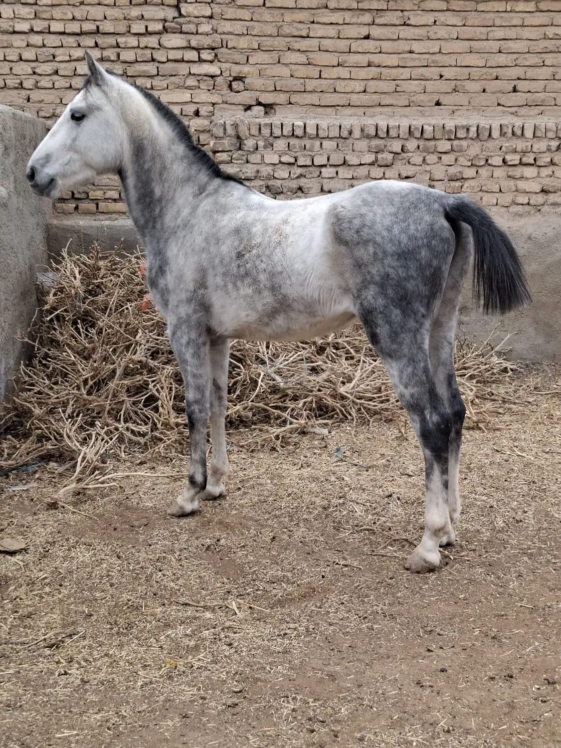 اسب و‌مادیان|اسب و تجهیزات اسب‌سواری|پیشوا, |دیوار