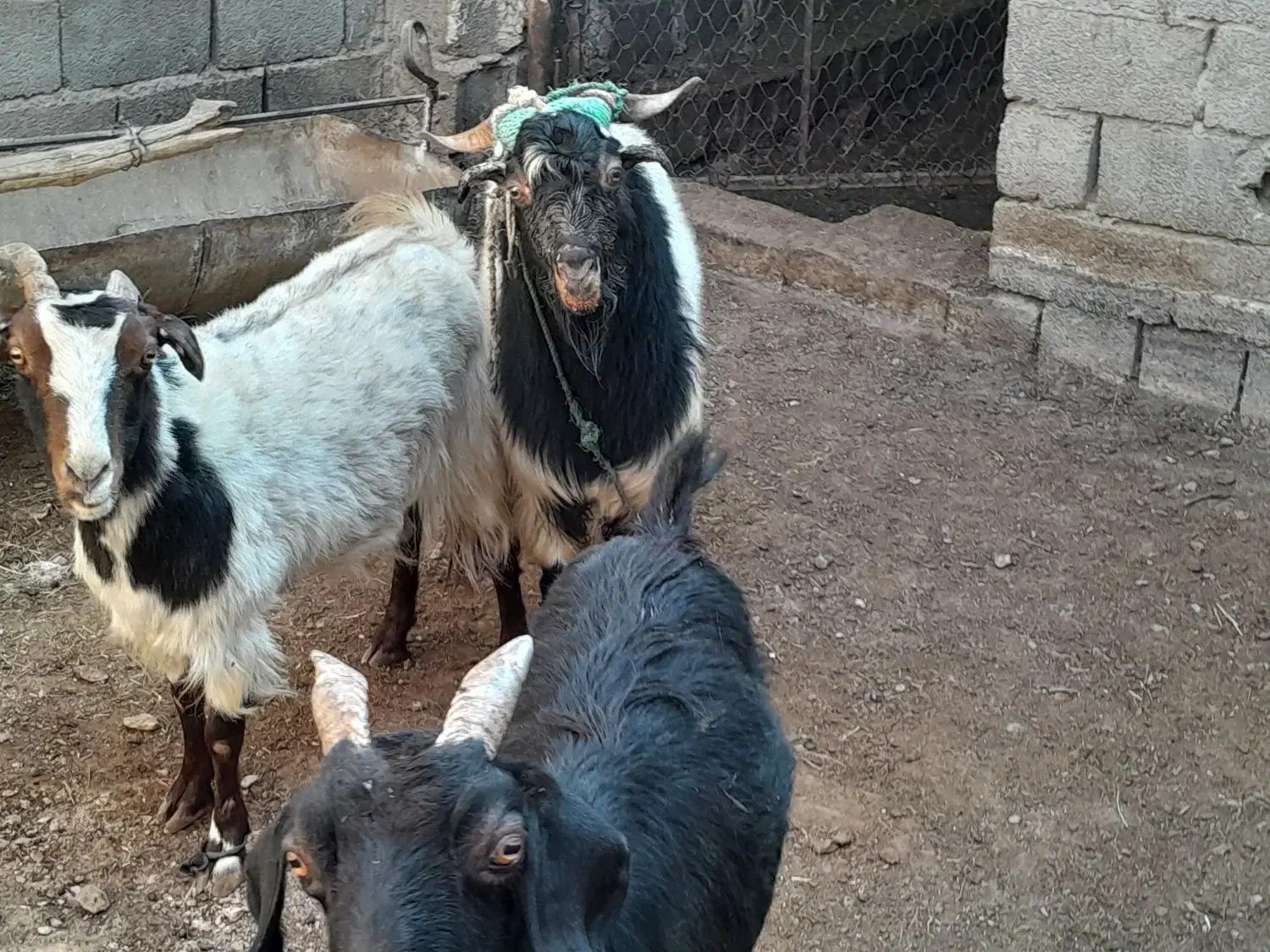 فروش دو راس بز با یک عدد نری|حیوانات مزرعه|ماهان, |دیوار