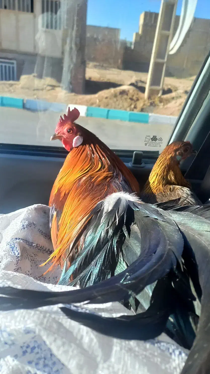 مرغو خروس فونیکس قرمز|حیوانات مزرعه|حمیدیا, |دیوار