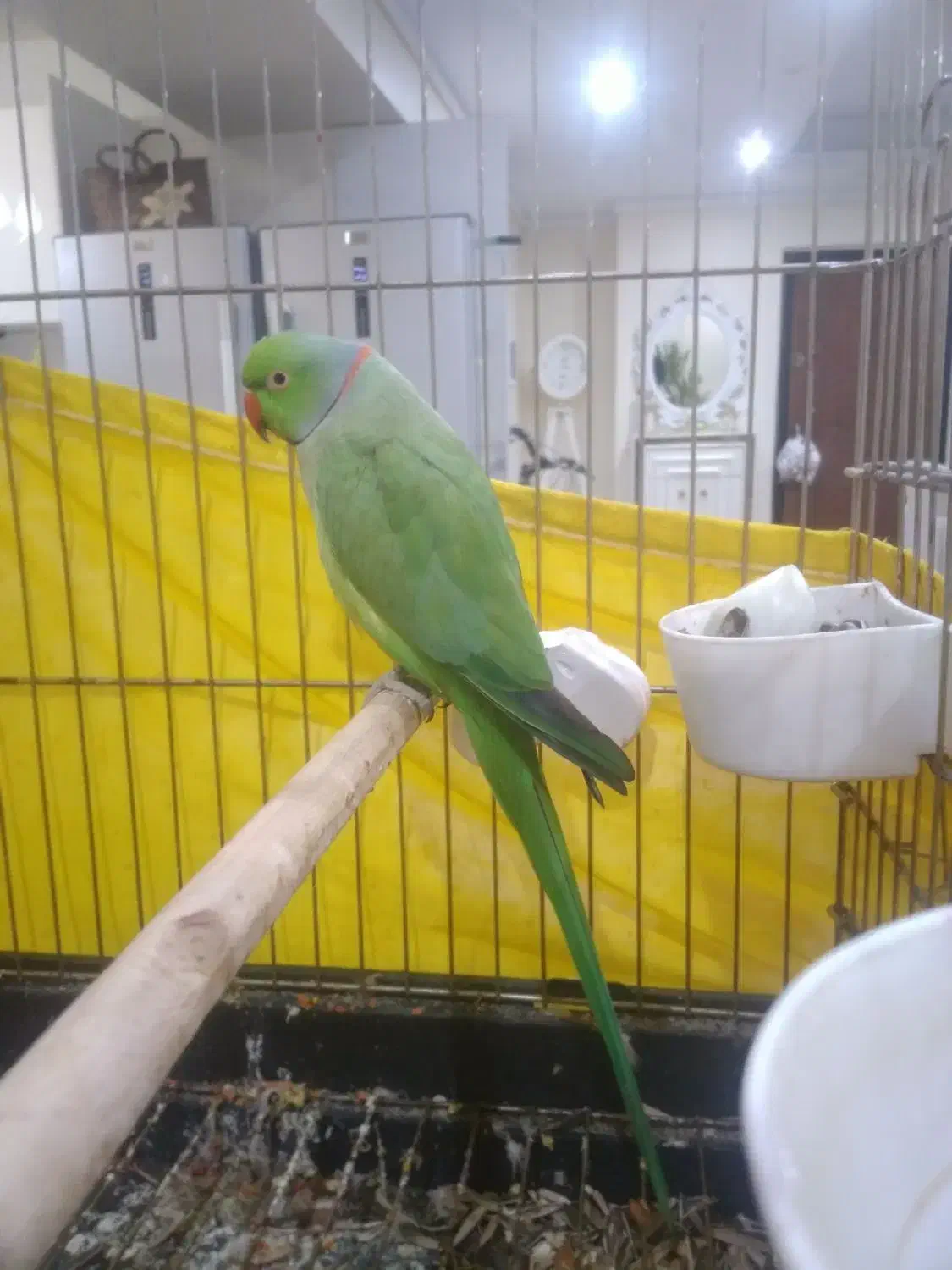 ملنگو|پرنده|تهران, شارق|دیوار