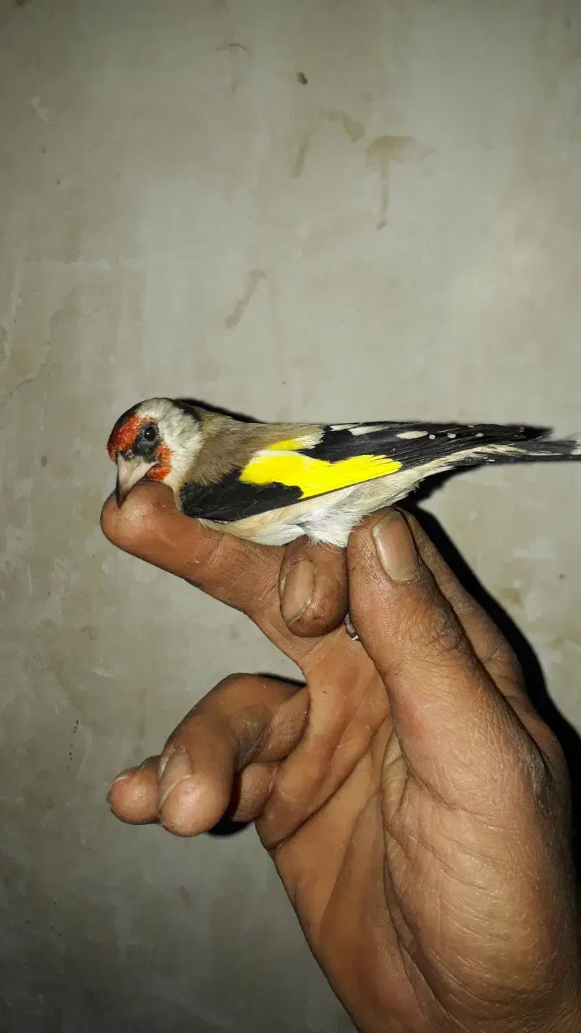 سهره|پرنده|نورآباد, |دیوار