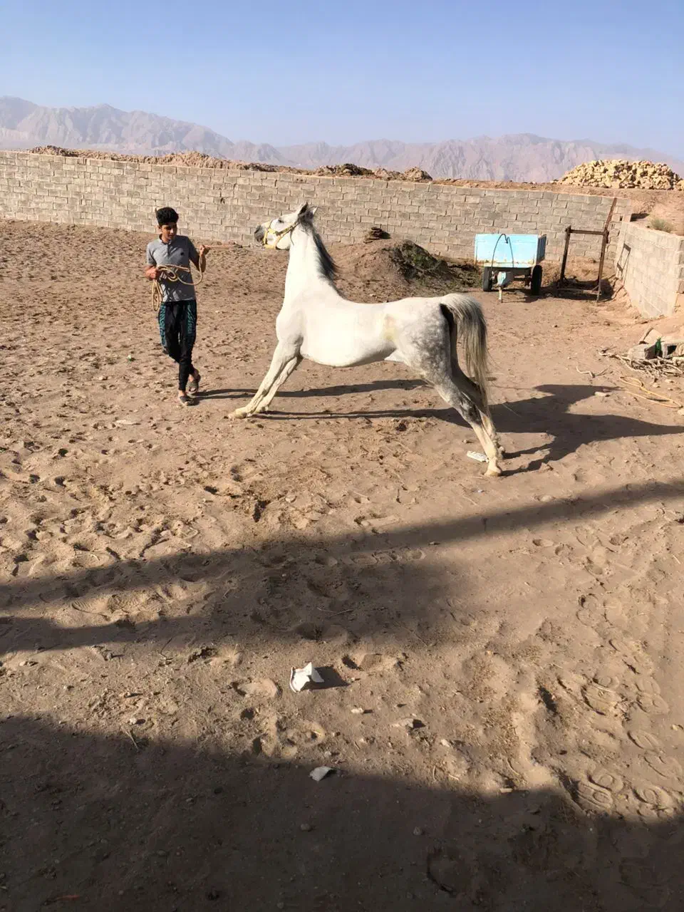 مادیان نیله|اسب و تجهیزات اسبسواری|رفسنجان, |دیوار