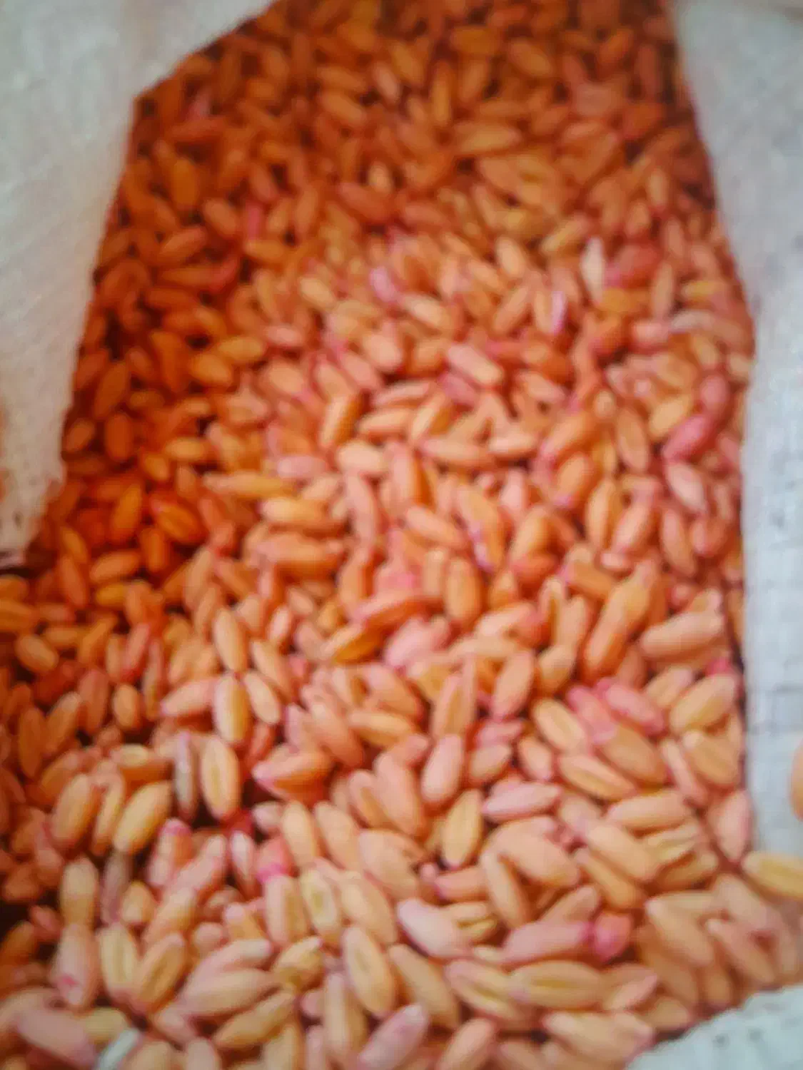 گندم تیرگان اصلاح شده|خدمات باغبانی و درختکاری|بانش, |دیوار