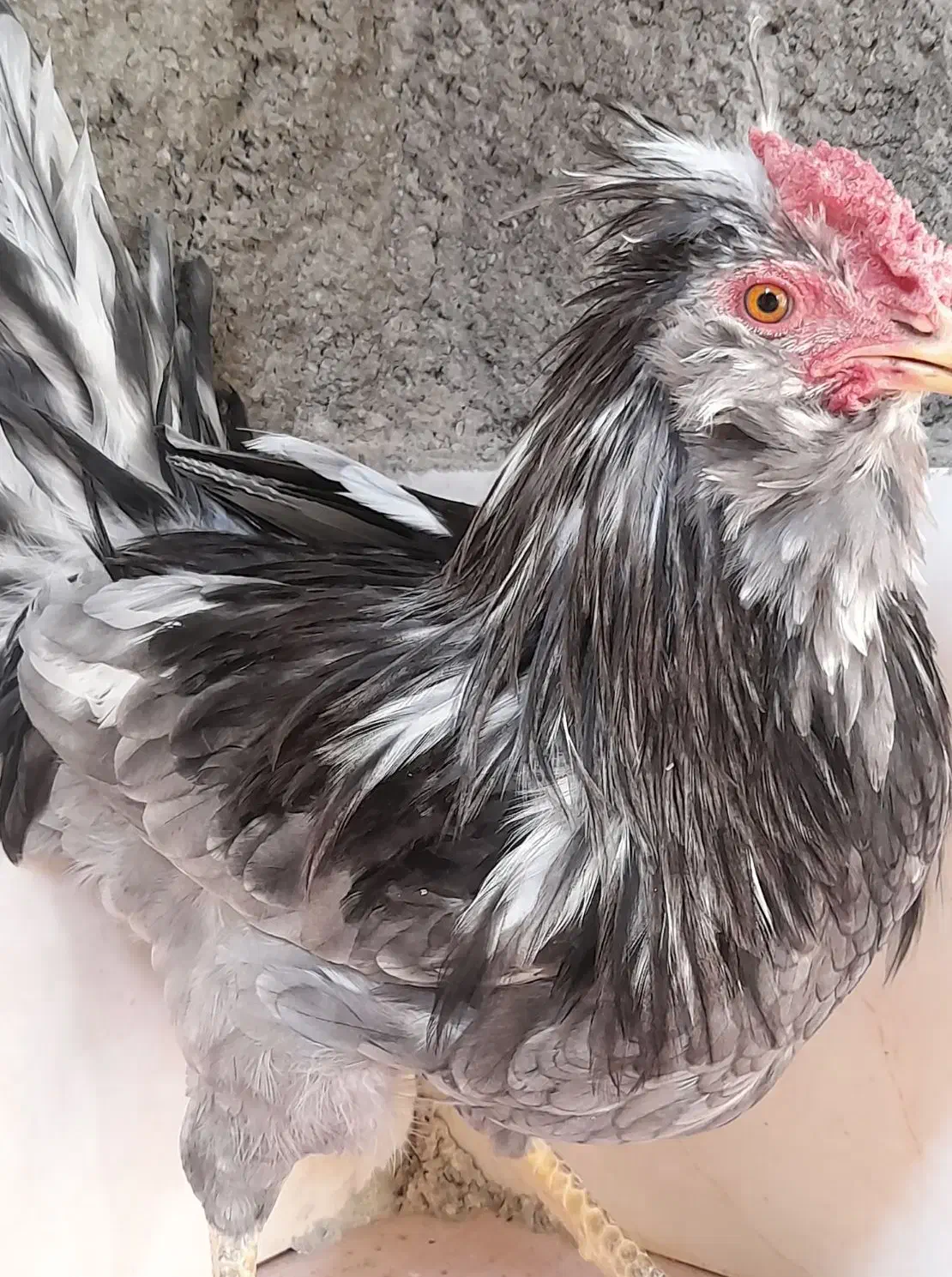 طوسی بدون غلط|حیوانات مزرعه|فارسان, |دیوار