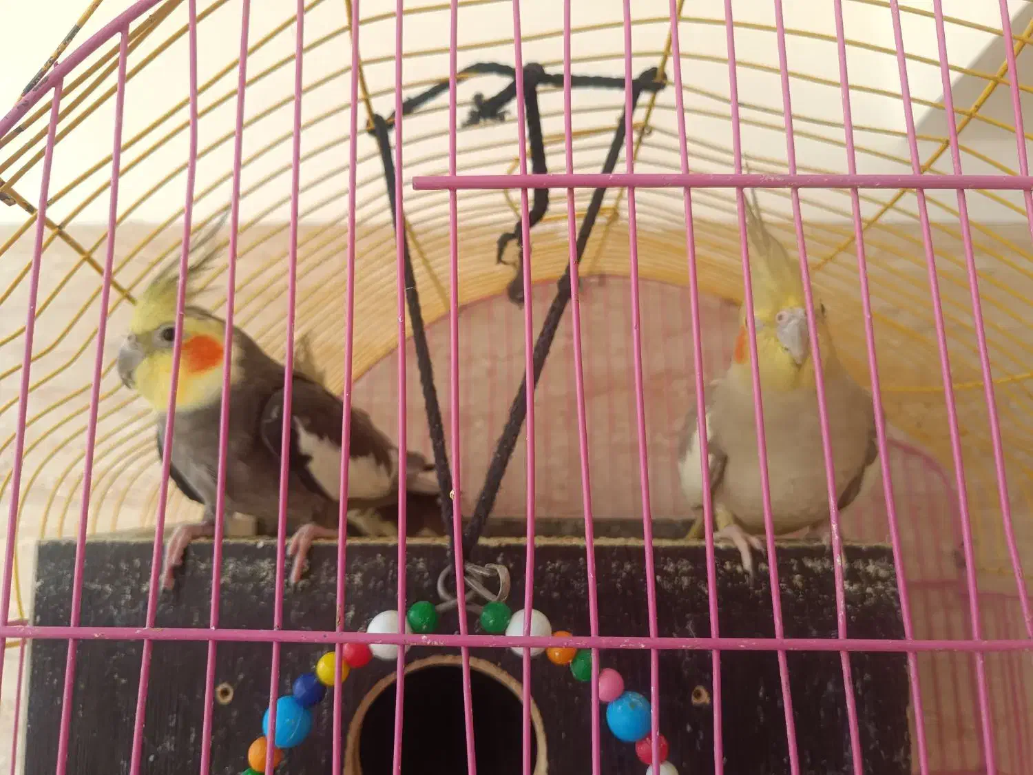 سه جفت عروس هلندی|پرنده|سهند, |دیوار