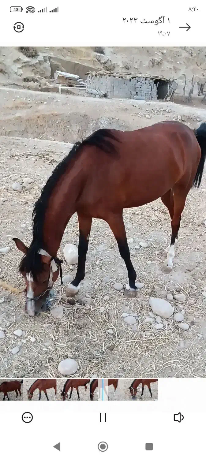 فروش مادیون درشور|اسب و تجهیزات اسب‌سواری|لنده, |دیوار