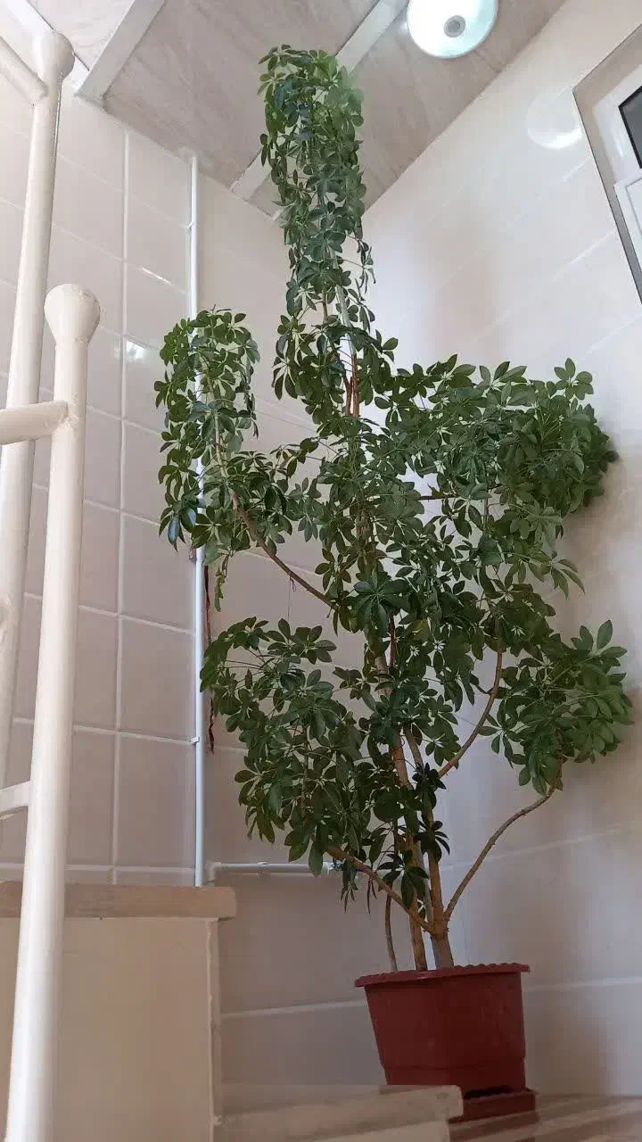 گل گیاه|گل و گیاه طبیعی|جوانرود, |دیوار