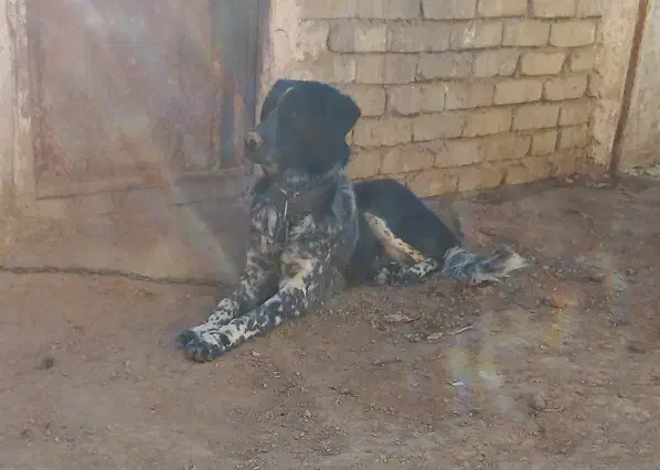 توله لاس روزگاری ۹ ماه|سگ|خنجین, |دیوار