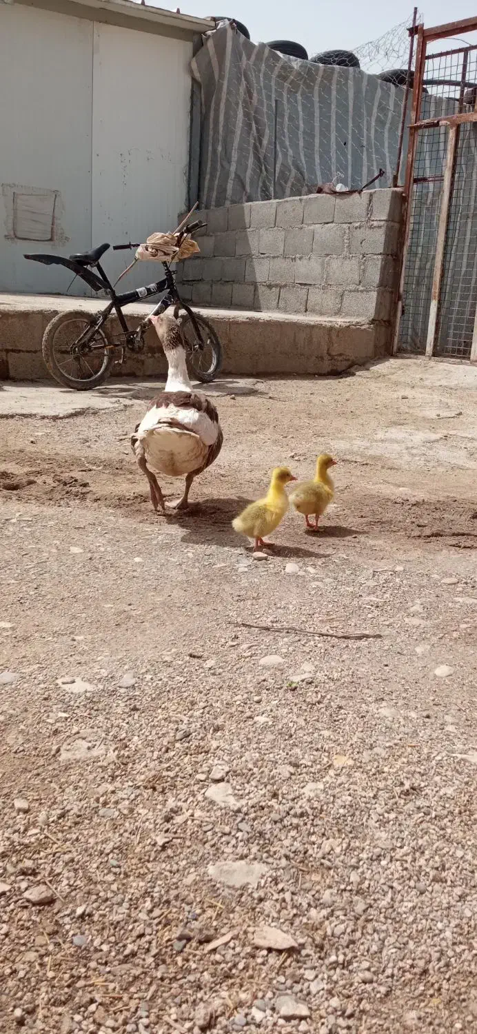 غاز|حیوانات مزرعه|سرپل ذهاب, |دیوار