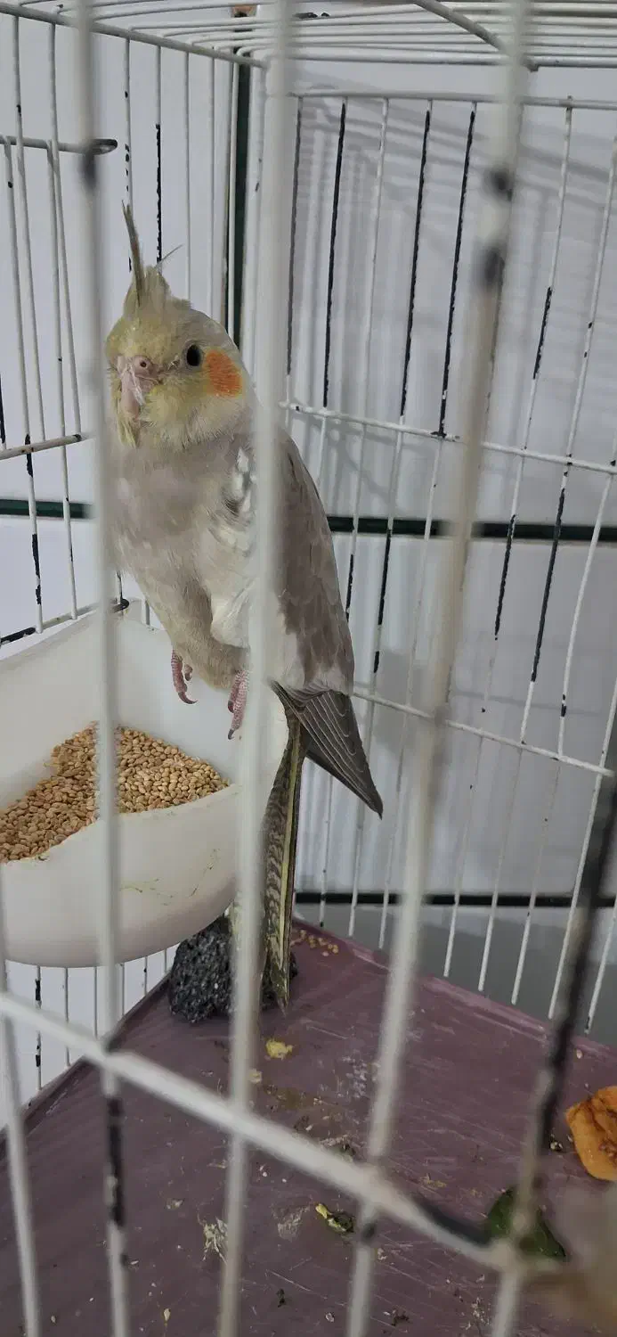 عروس هلندی|پرنده|ساوه, |دیوار