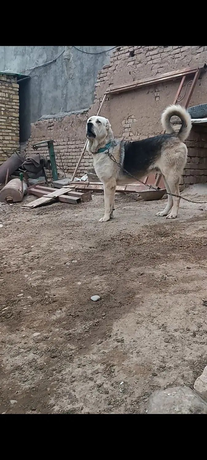 سگ پژی|سگ|کرج, حصارک بالا|دیوار