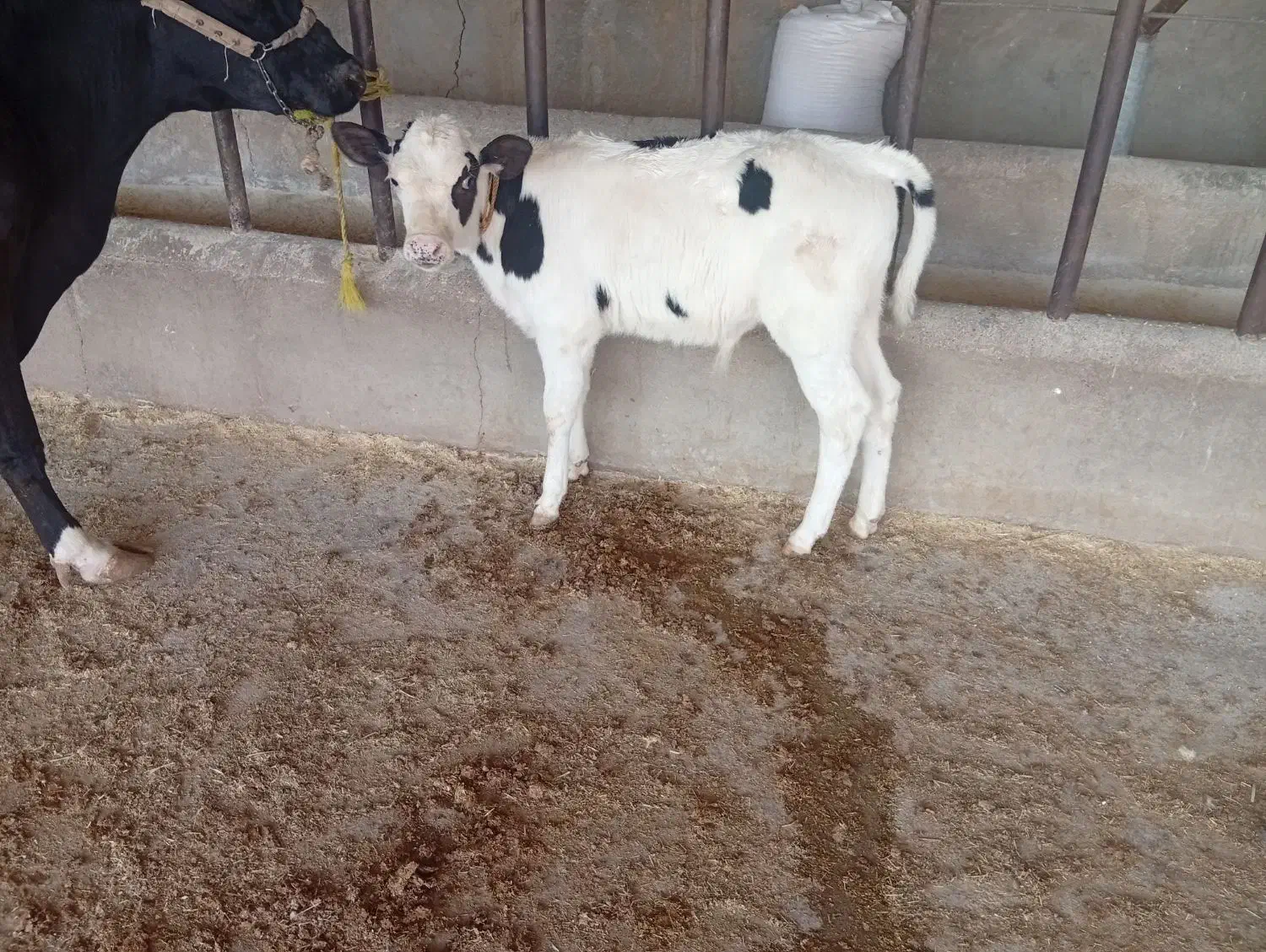 گاو و گوساله|حیوانات مزرعه|مسجد سلیمان, |دیوار